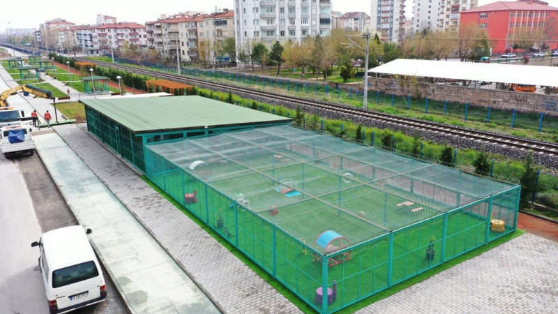 Bu kasabada kediler otel konforunda yaşıyor