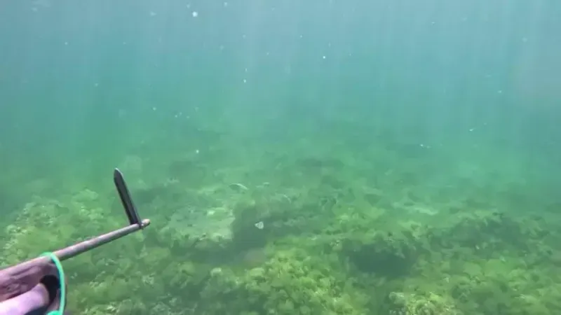 Marmara Denizi’nde bir ilk yaşandı! 'Canlı bir şekilde ilk defa görüntülendi'