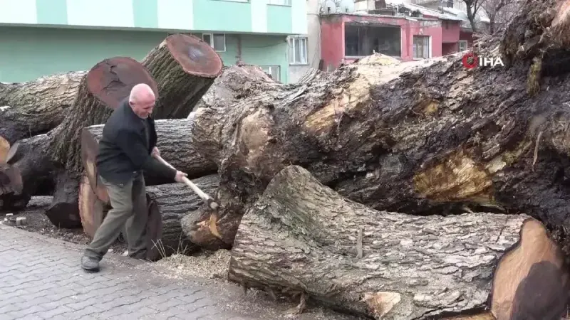 Ceviz Ağaçlarından Sanat Eserleri Yaratıyorlar