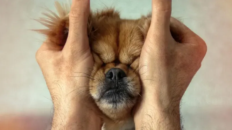 İşte liste... Almanya'nın en köpek dostu şehri belli oldu
