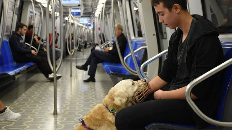 Almanya’da “Köpek Dostu Şehir” Uygulaması Genişliyor