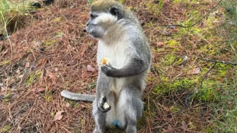 Afrika değil Denizli! Mantar aramak için çıktığı orman ve görünenler.