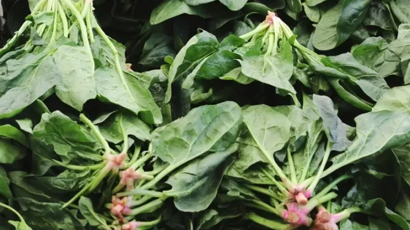 Bu mevsimde bolca tüketin! O soruna çok iyi geliyor.